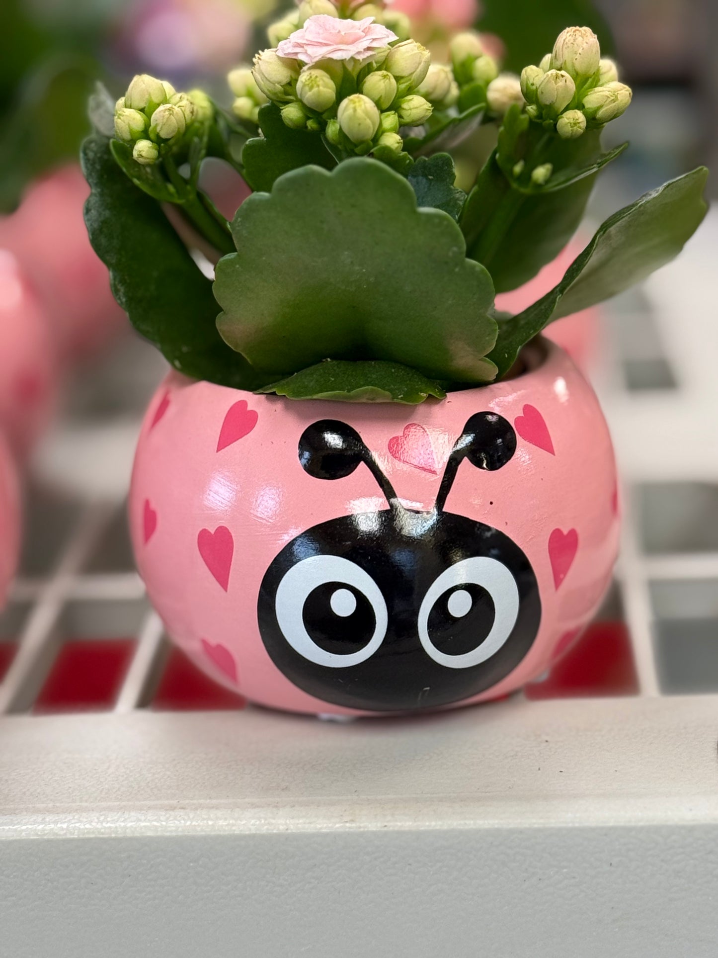 Love Bug (Plant included)