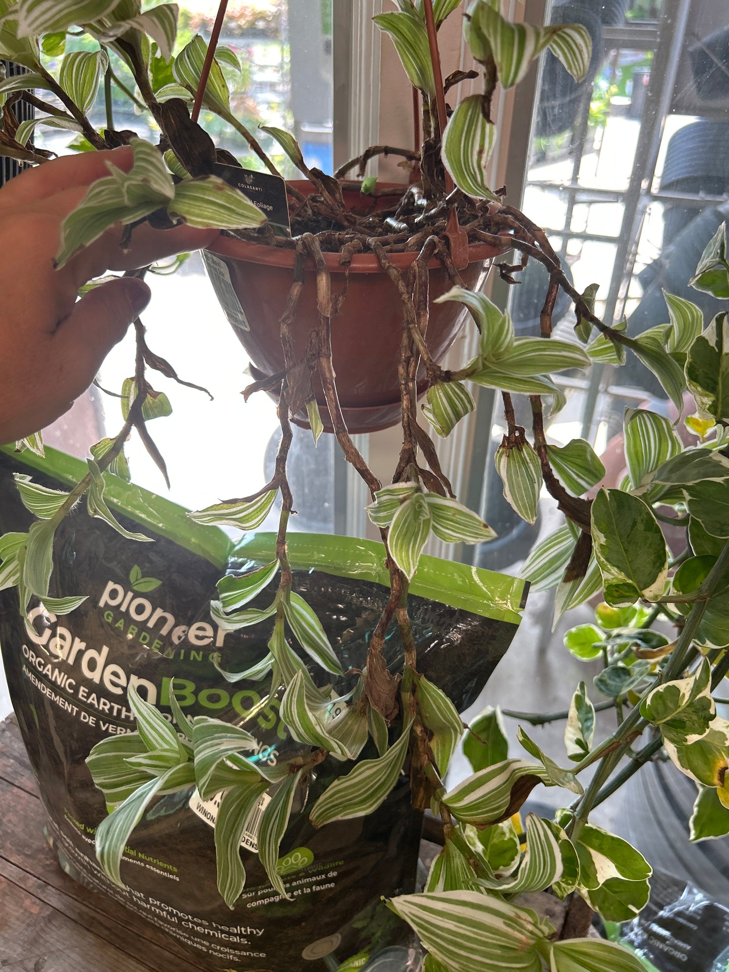 6.5" Hanging Basket Tradescantia, White Vein