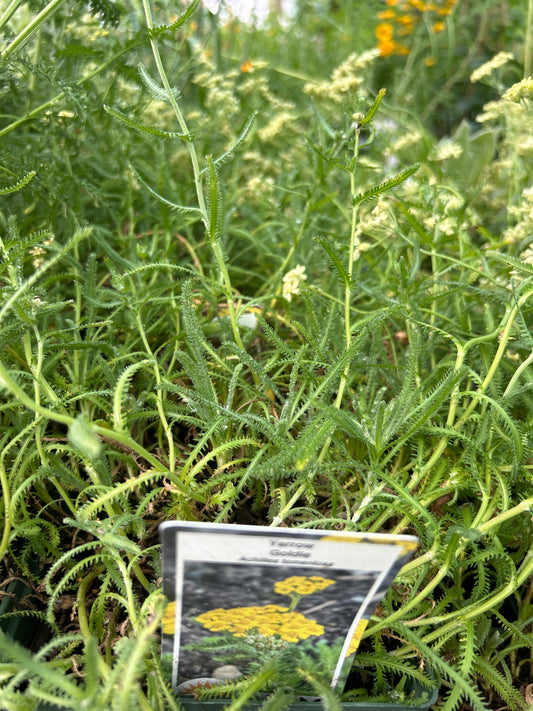 1 Gal Achillea (Yarrow) Millefol ‘Goldie’