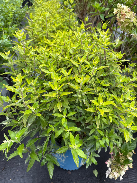 Caryopteris 'Bluebeard' Beekeeper