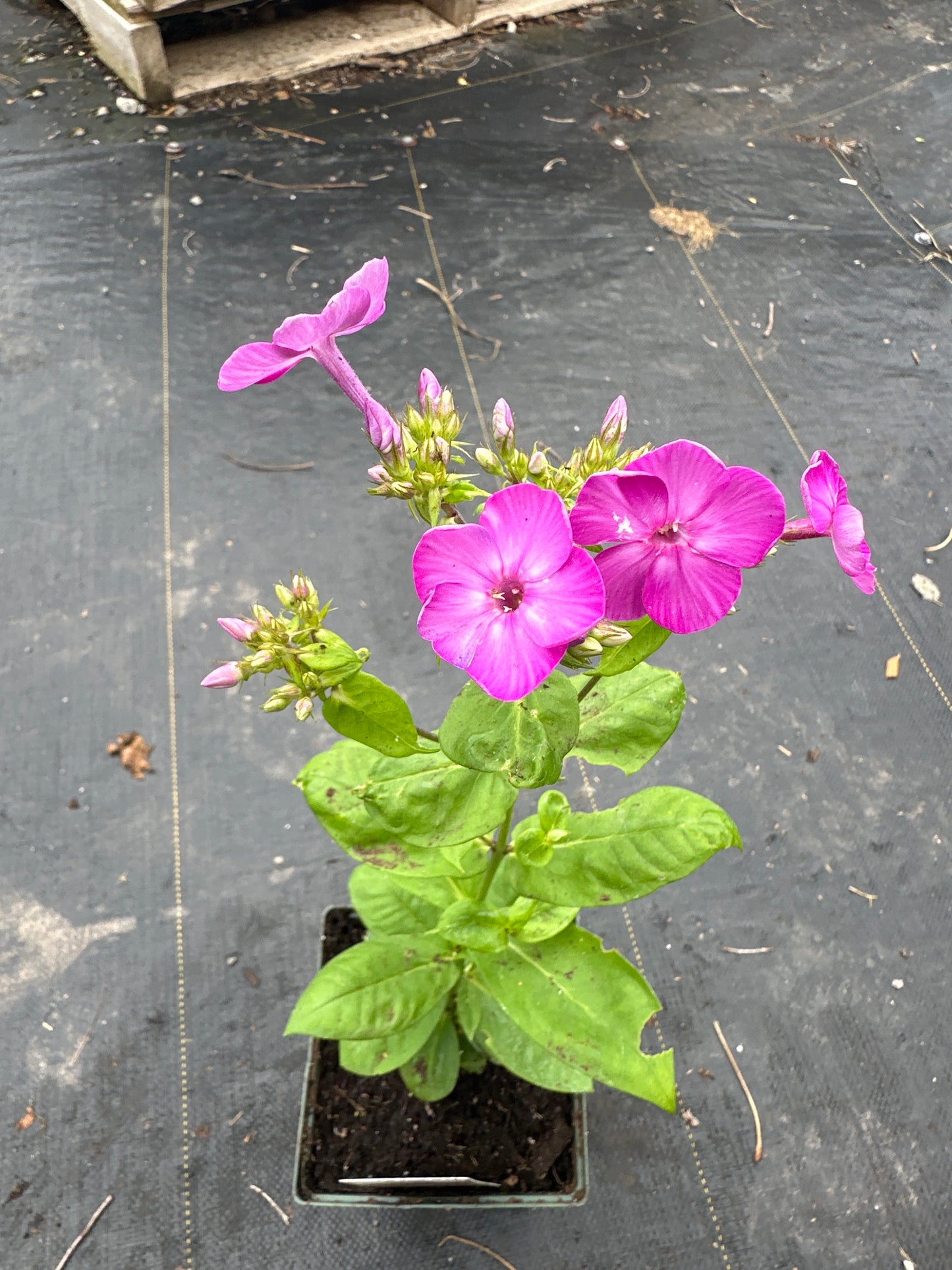 1 Gal Tall/Garden/Summer Phlox