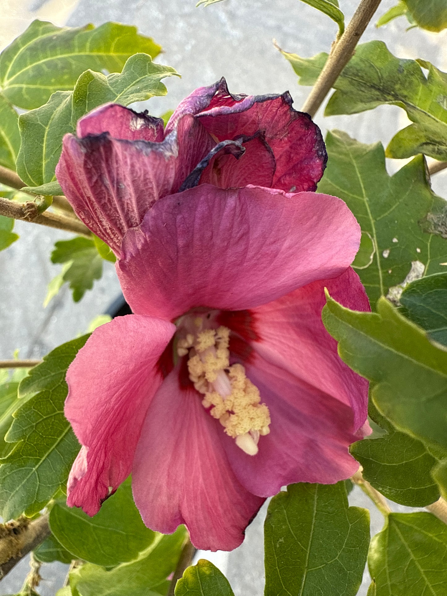 Paraplu Rose of Sharon - Proven Winners