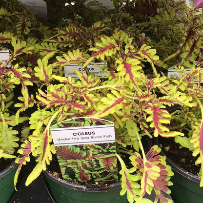 4" Coleus