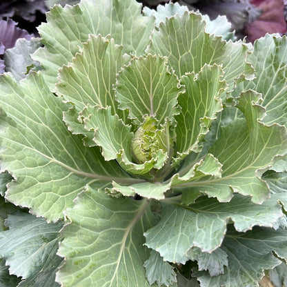 6" Ornamental Kale/Cabbage