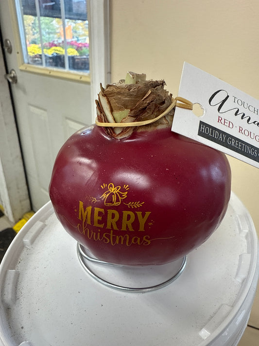 'Holiday Wishes' Amaryllis