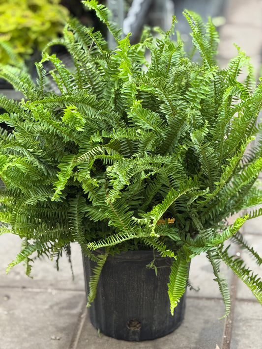 10" Kimberly Queen Fern