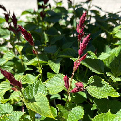 4" Annual Salvia (Sage)