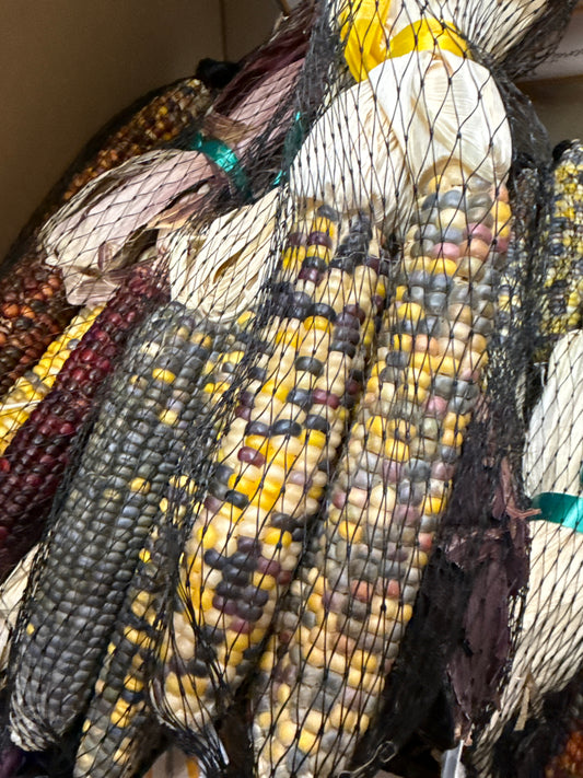 Ornamental Corn