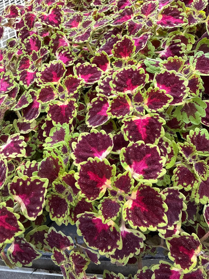 4" Coleus
