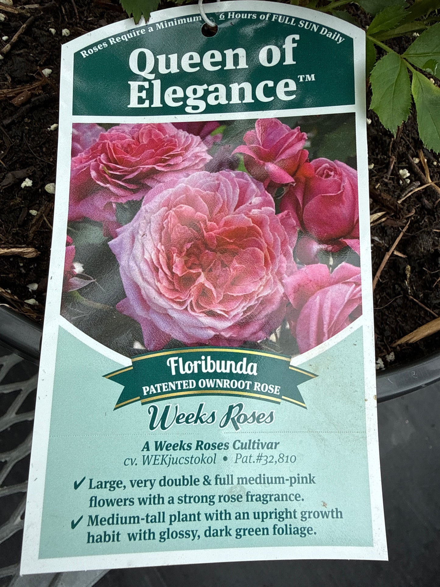 Weeks Roses 'Queen of Elegance'
