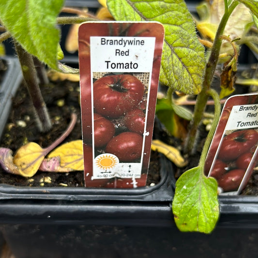 Tomato plant ( Multi Pack)