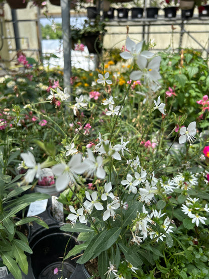 4" Gaura