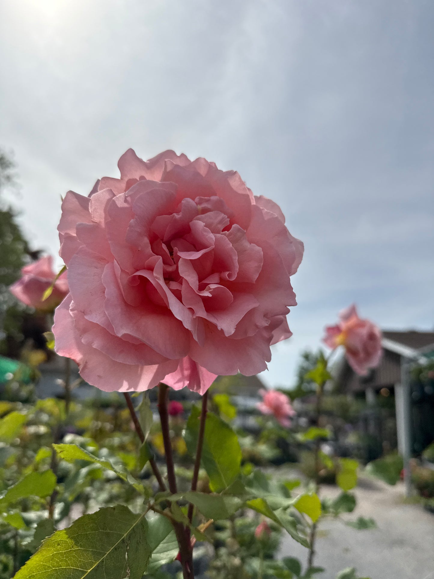 Weeks Roses 'Tiffany'