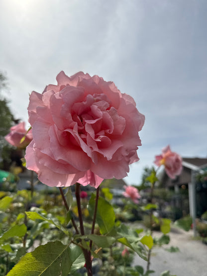 Weeks Roses 'Tiffany'