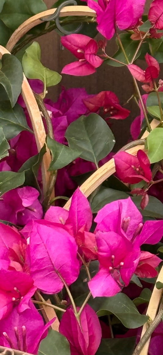 5" Bougainvillea