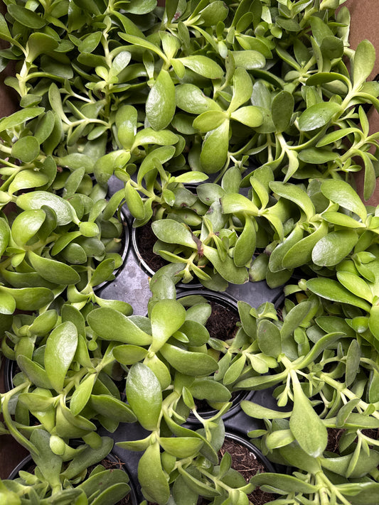 4" Trailing Jade 'Crassula'  Money Maker