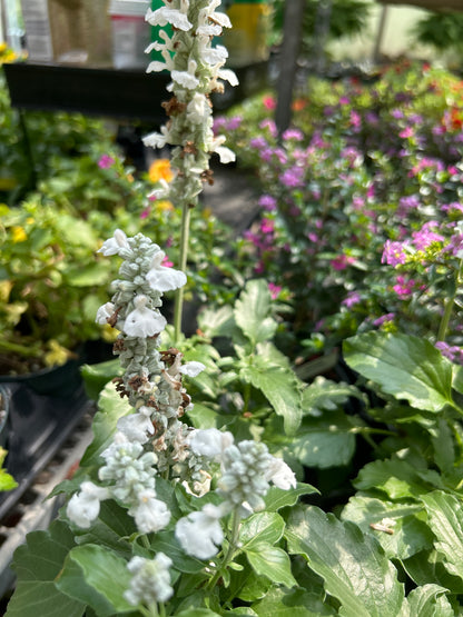 4" Annual Salvia (Sage)