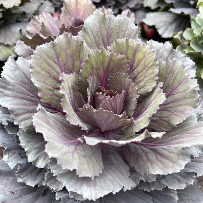 6" Ornamental Kale/Cabbage