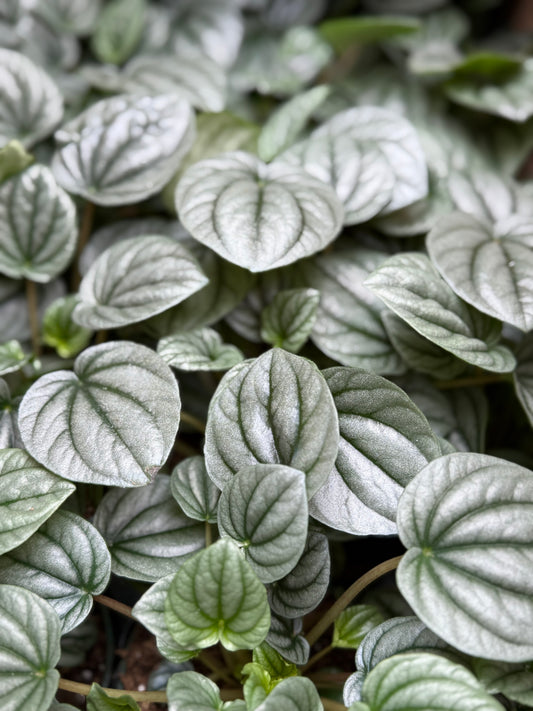 Peperomia 'Frost'