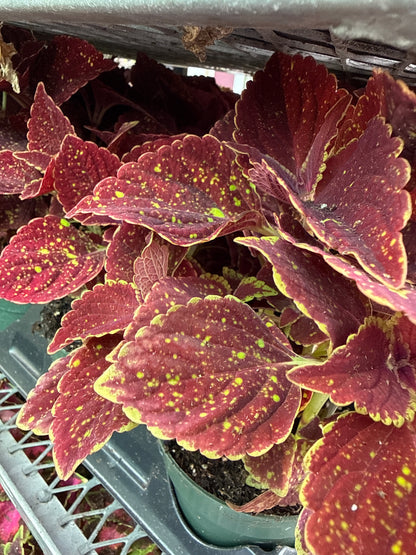 4" Coleus
