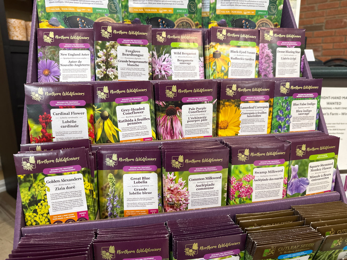 Norther Wildflowers Seeds - Native Flowers