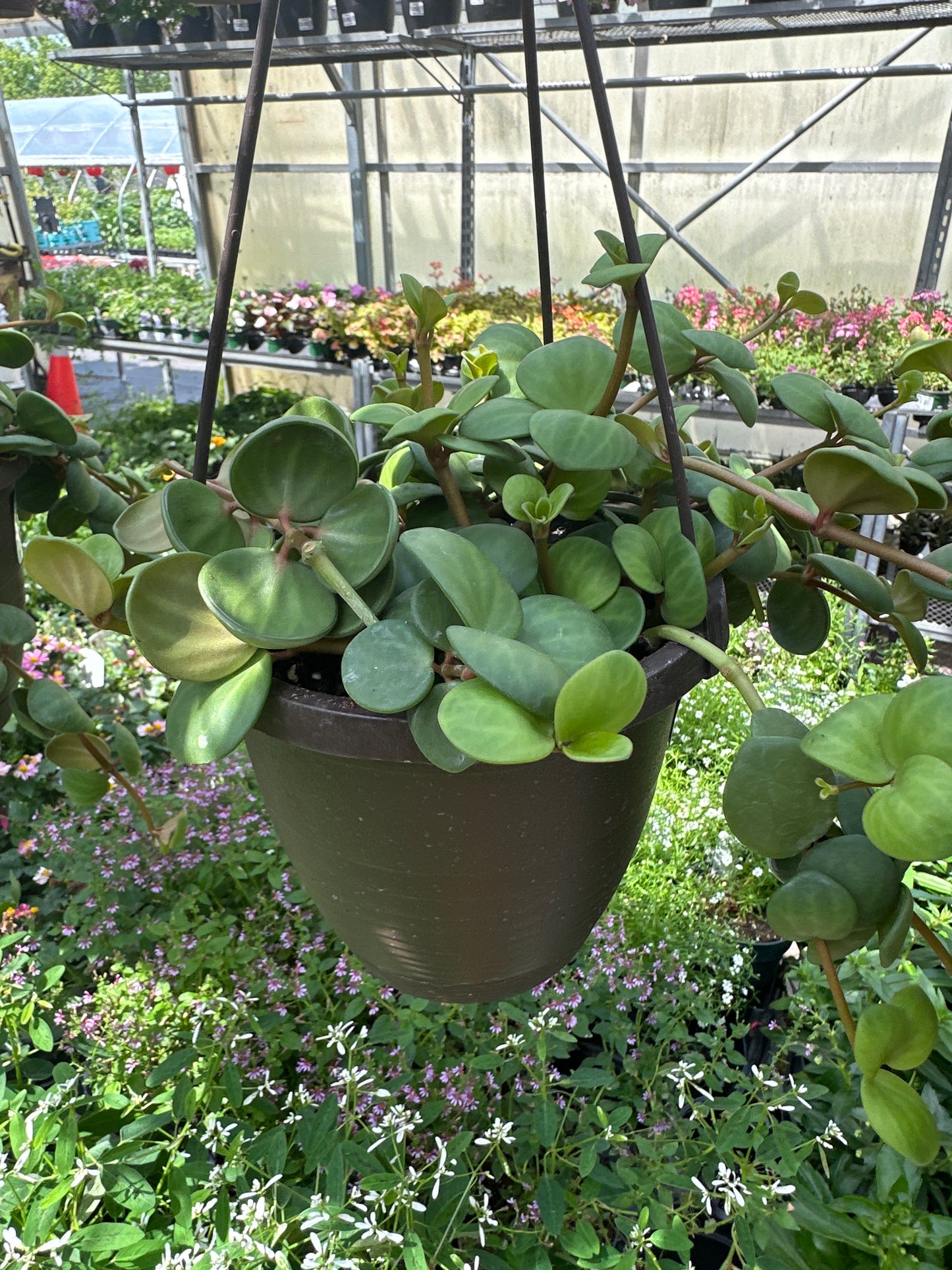 6.5" Peperomia 'Hope' Hanging Basket