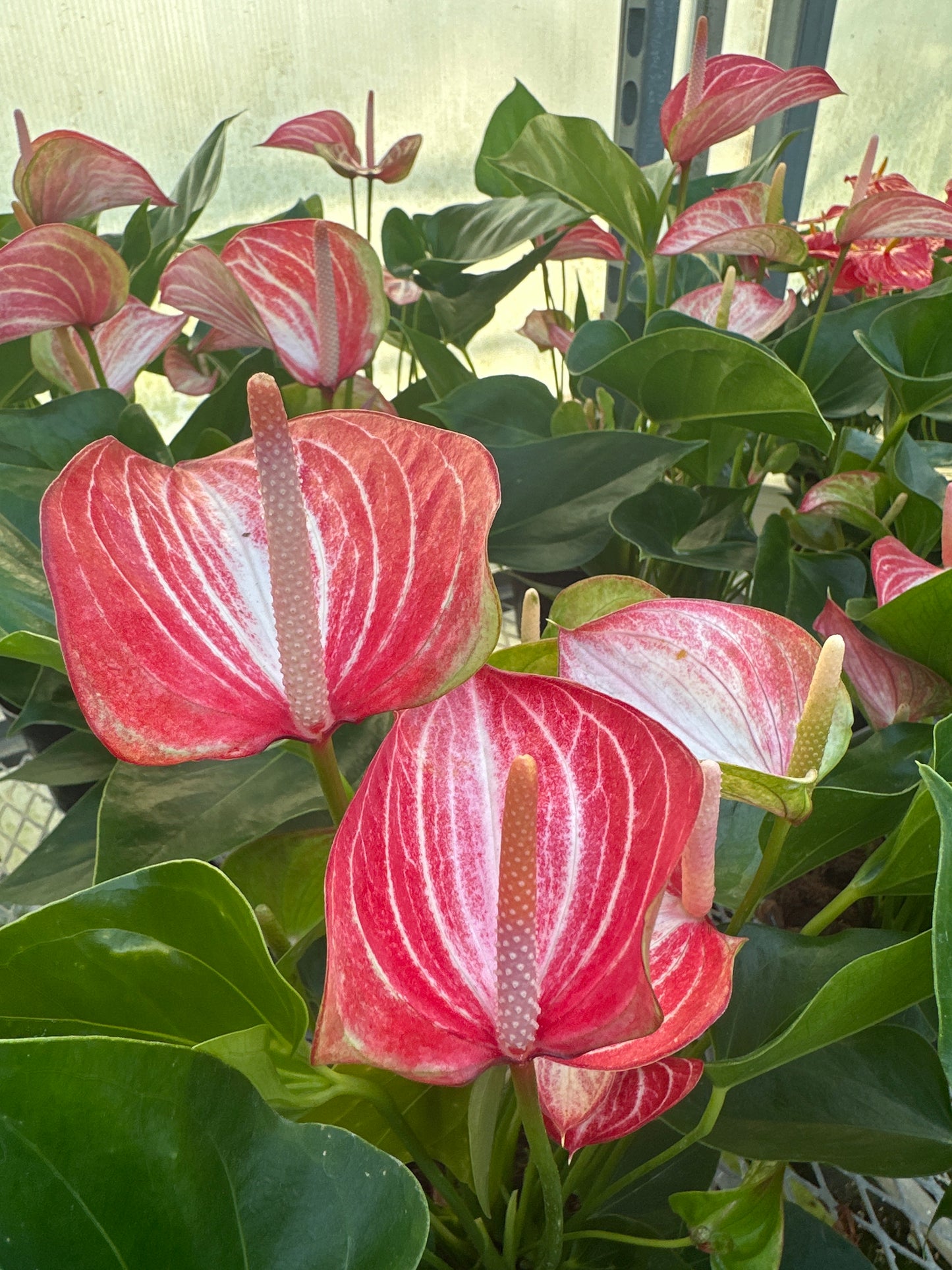 Anthurium