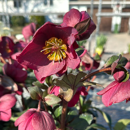 Helleborus