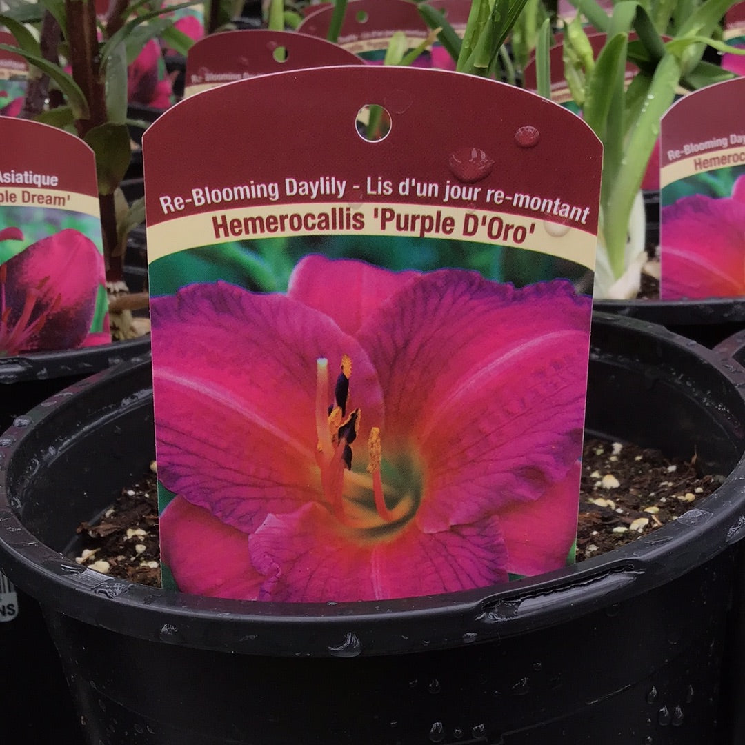 1 Gal Daylily (Hemerocallis)