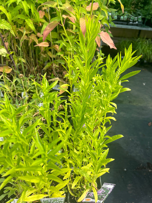 Physostegia 'Obedient Plant'