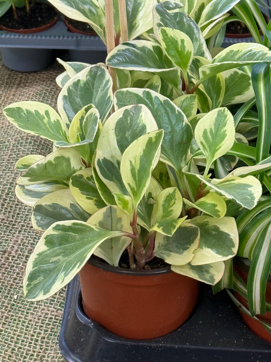 4" Peperomia Obtusfolia Varigated