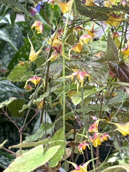 Barrenwort 'Epimedium'