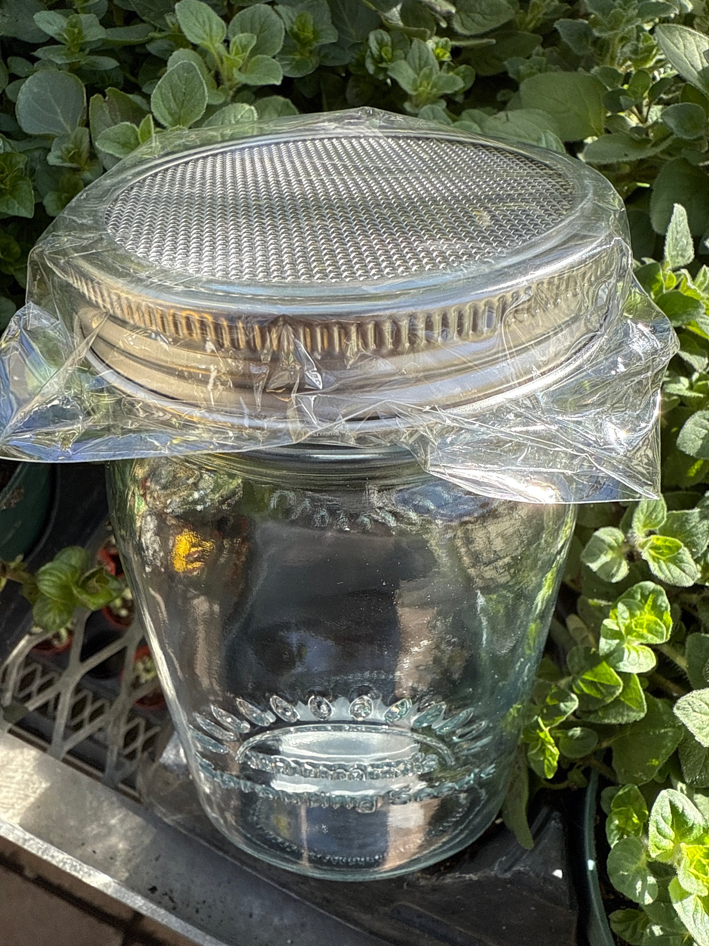 Microgreen and Sprouting Seeds