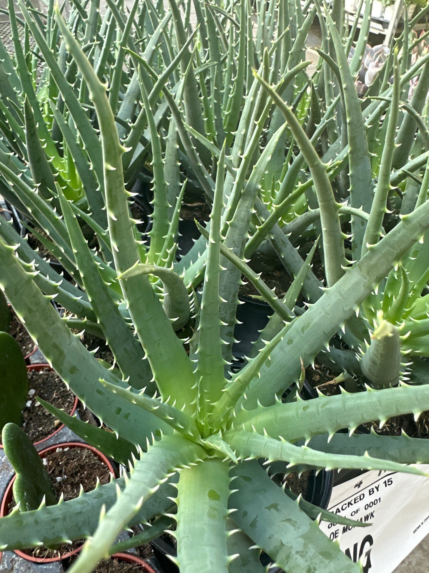 Aloe Vera 'Mohawk’