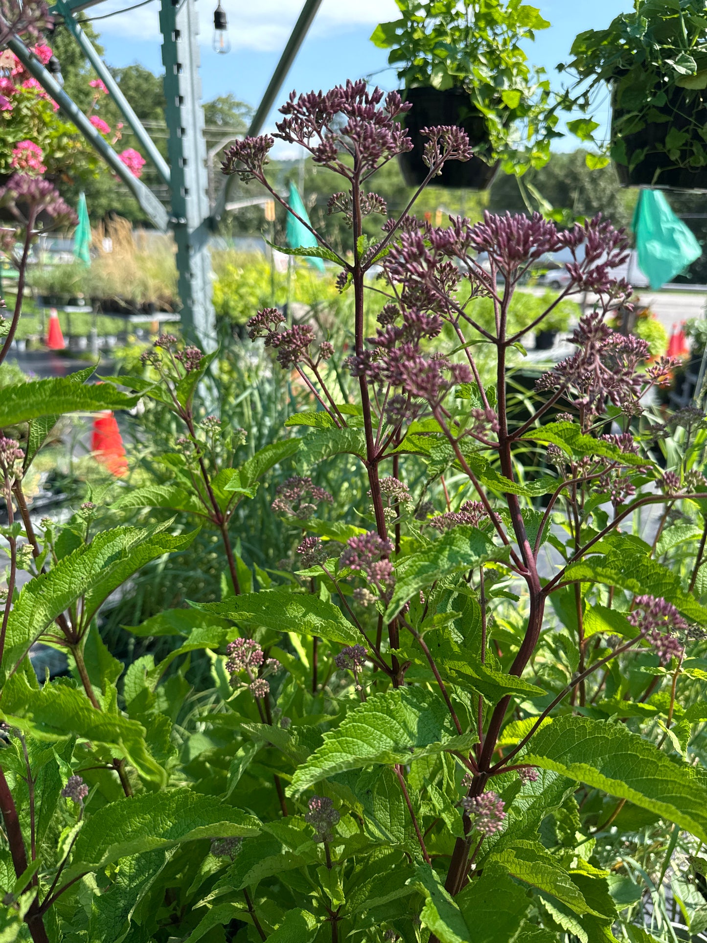 1 Gal Joe-Pye Weed 'Eupatorium Maculatum'