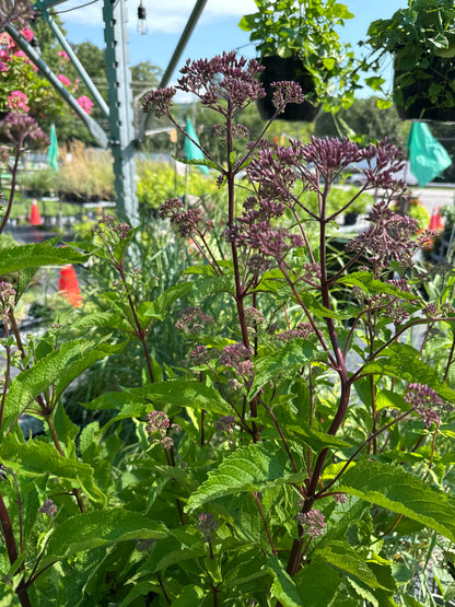 1 Gal Joe-Pye Weed 'Eupatorium Maculatum'