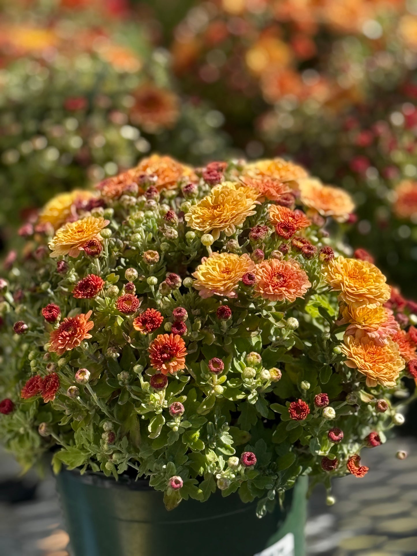 6" Fall Mums