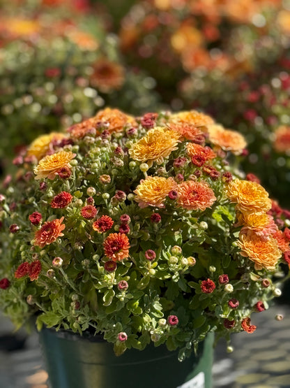 6" Fall Mums