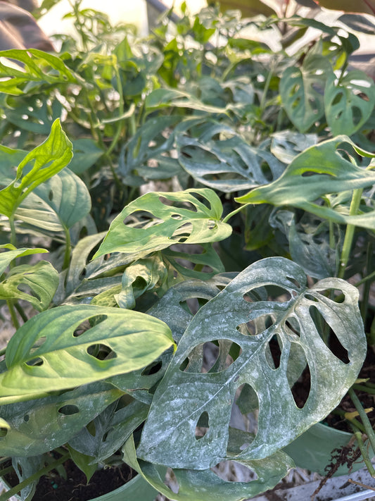 Philodendron 'Swiss Cheese Plant'