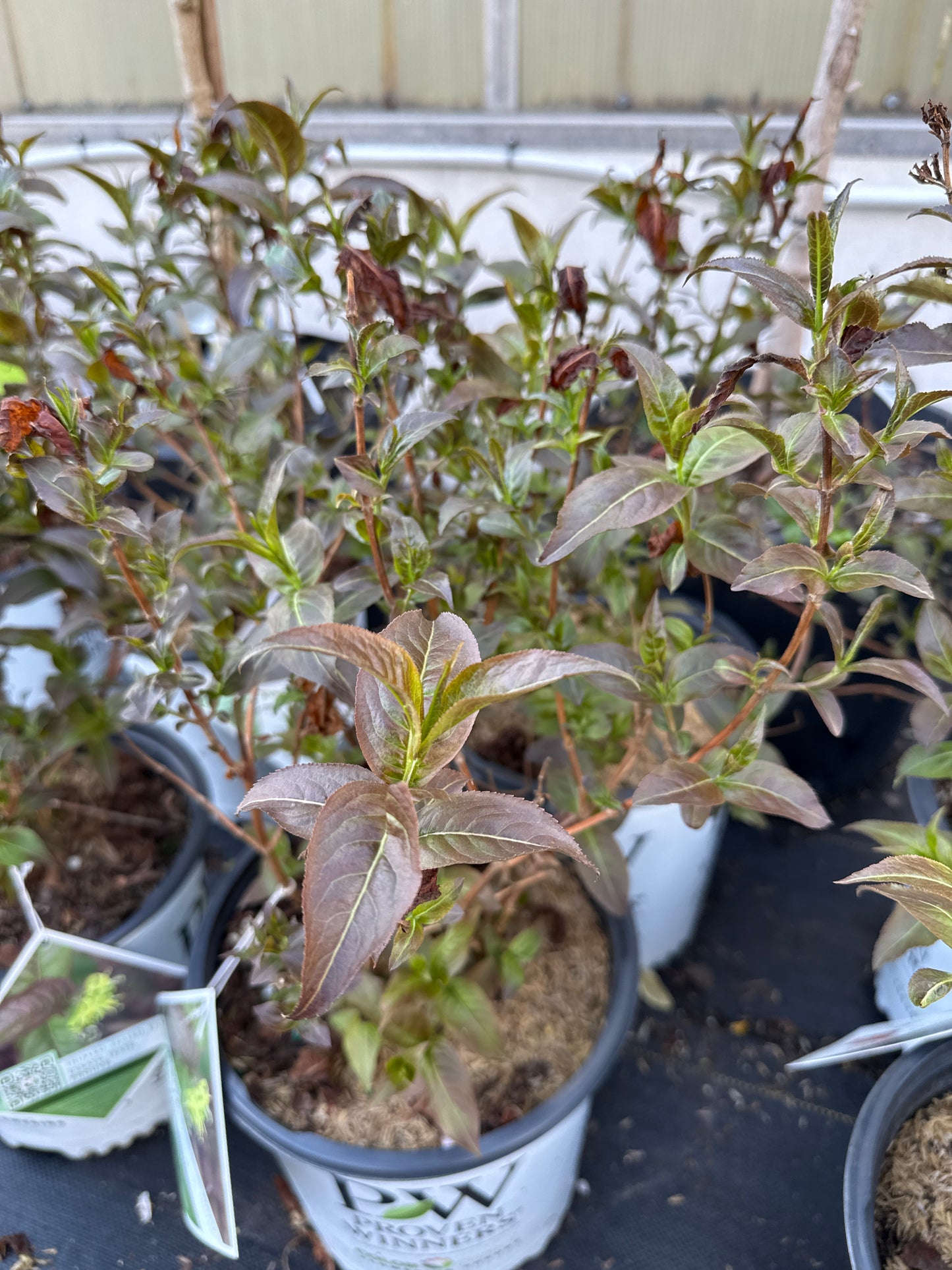 Kodiak Honeysuckle Bush