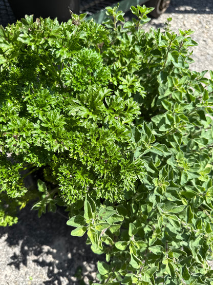 10" One Variety Summer Planters