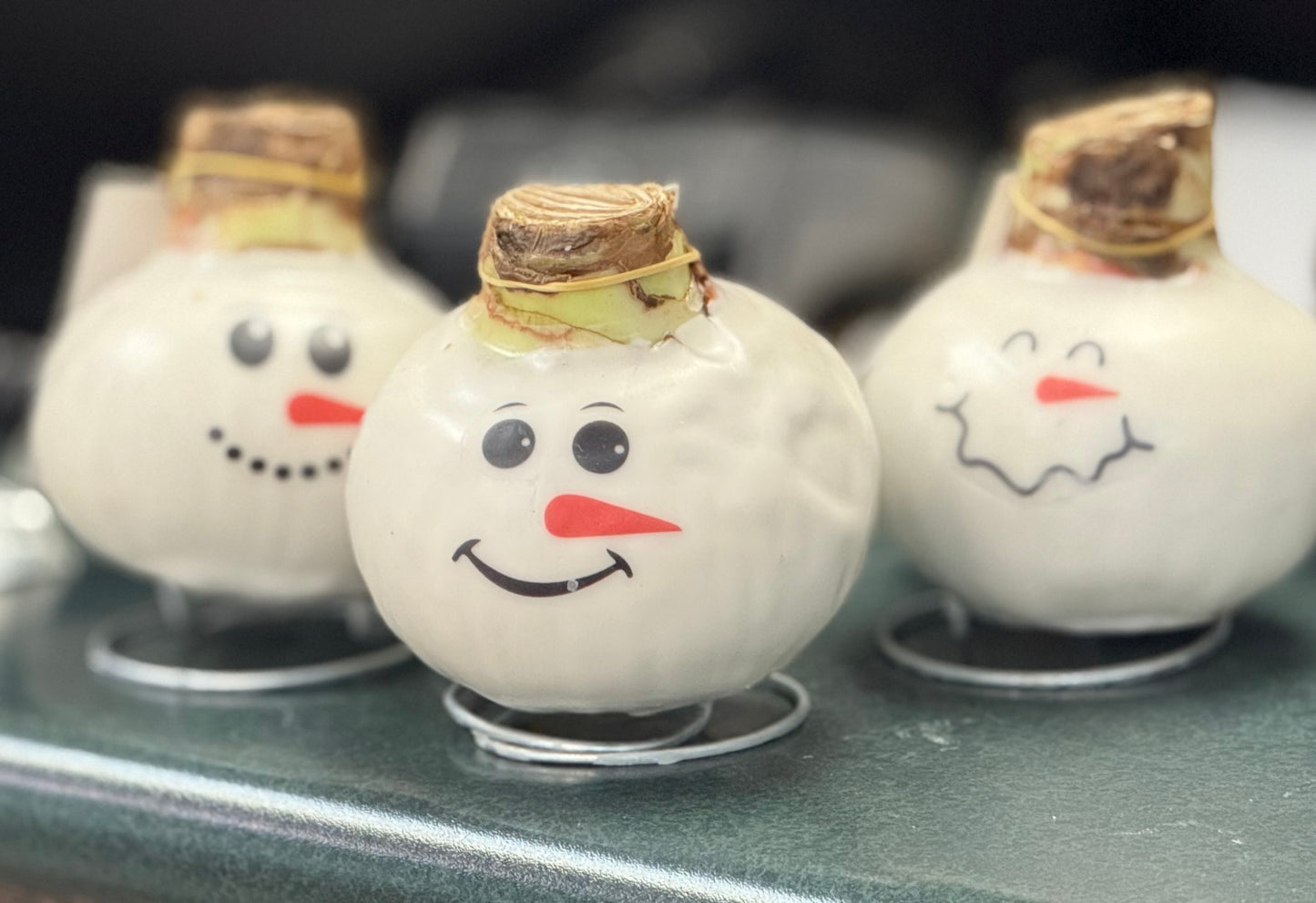 'Snowman Faces' Amaryllis