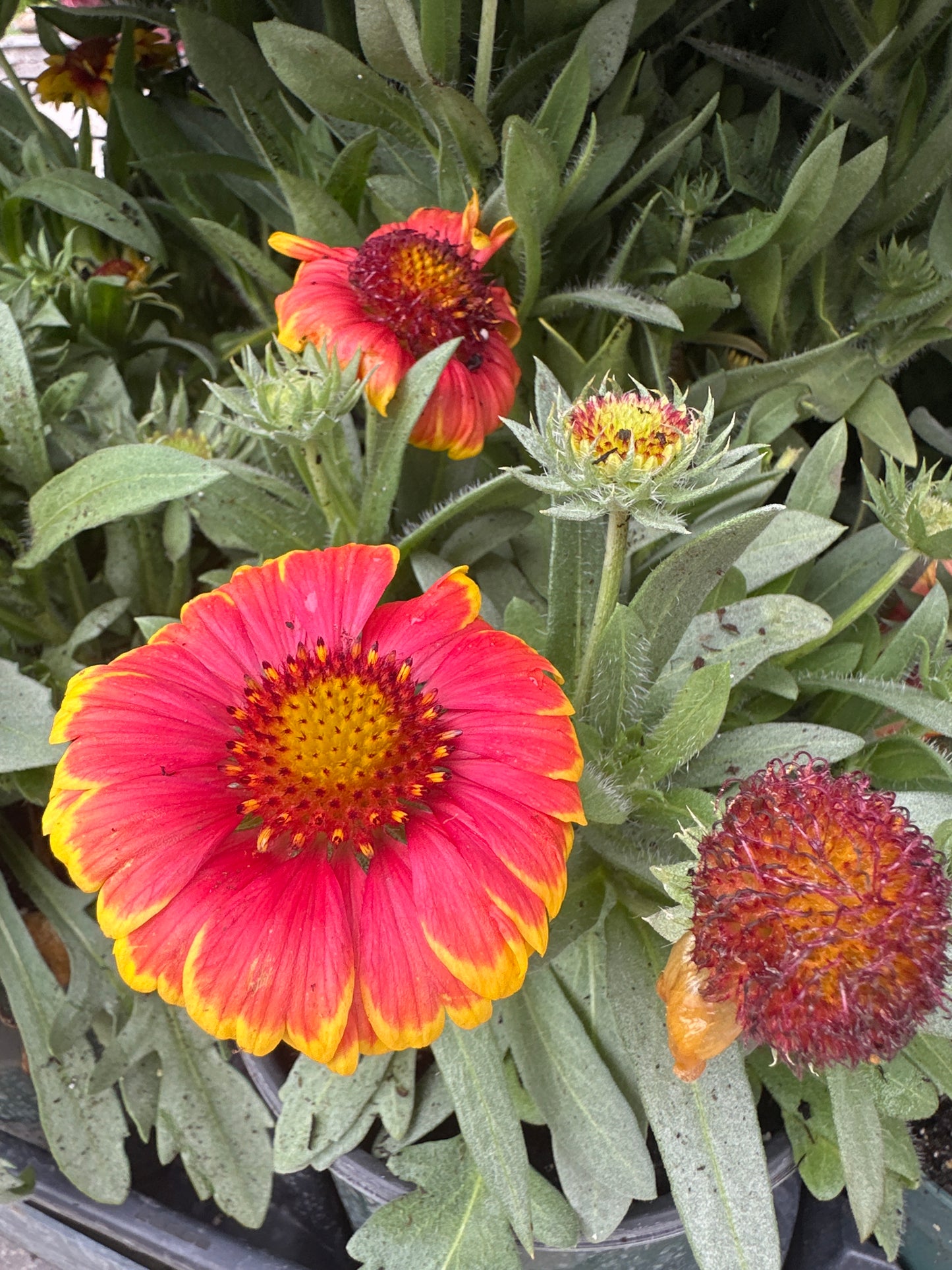 1 Gal Fall Gaillardia