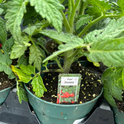 4" Patio Tomato