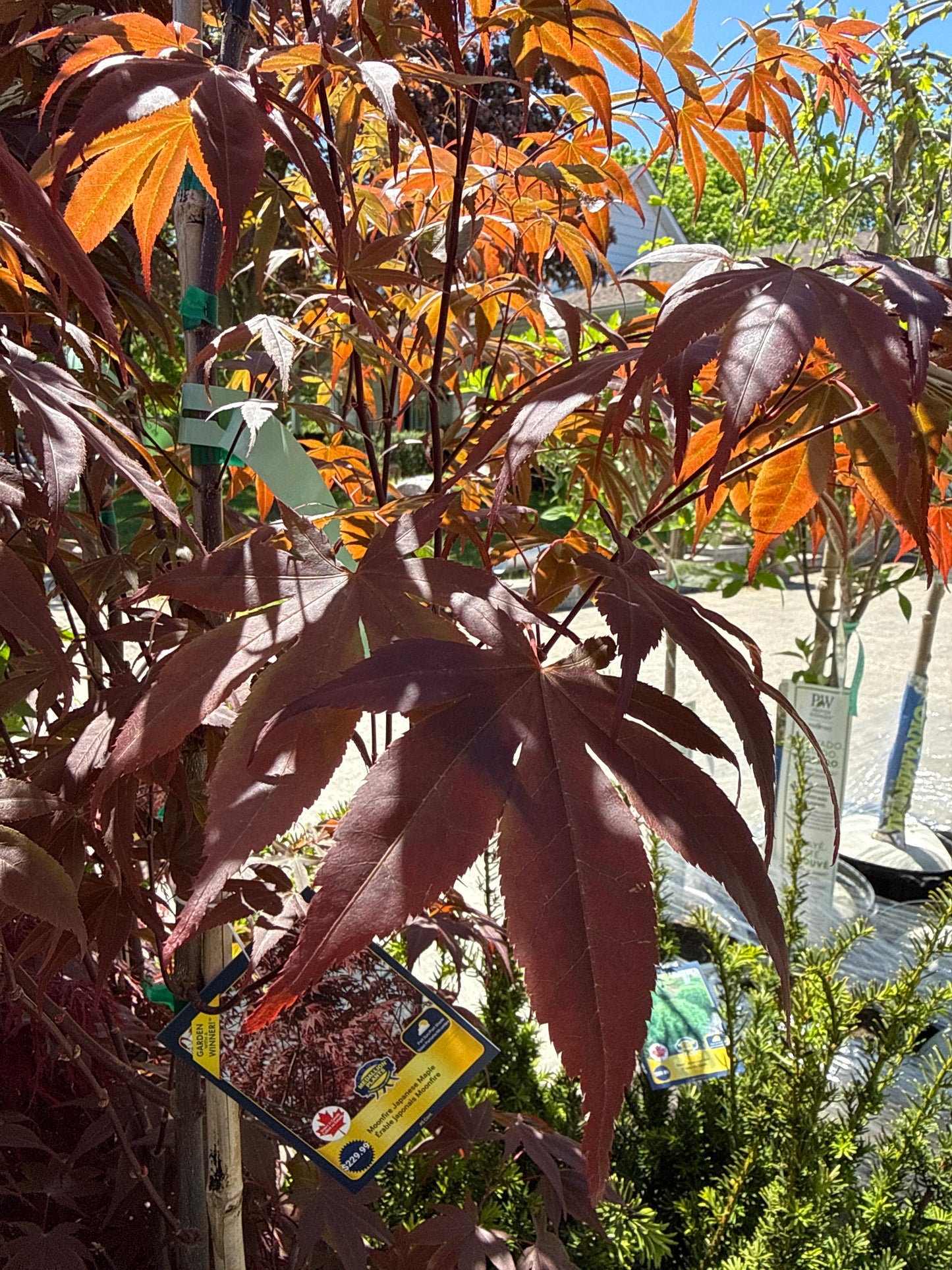 Japanese Maple 'Moonfire'