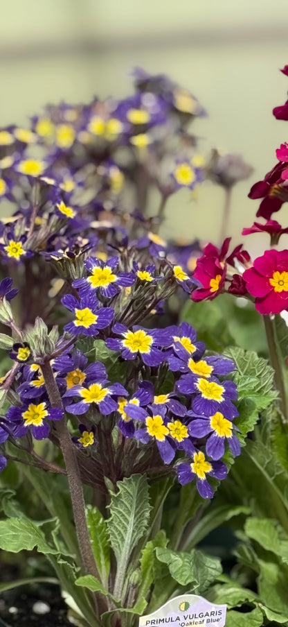 Perennial Primula