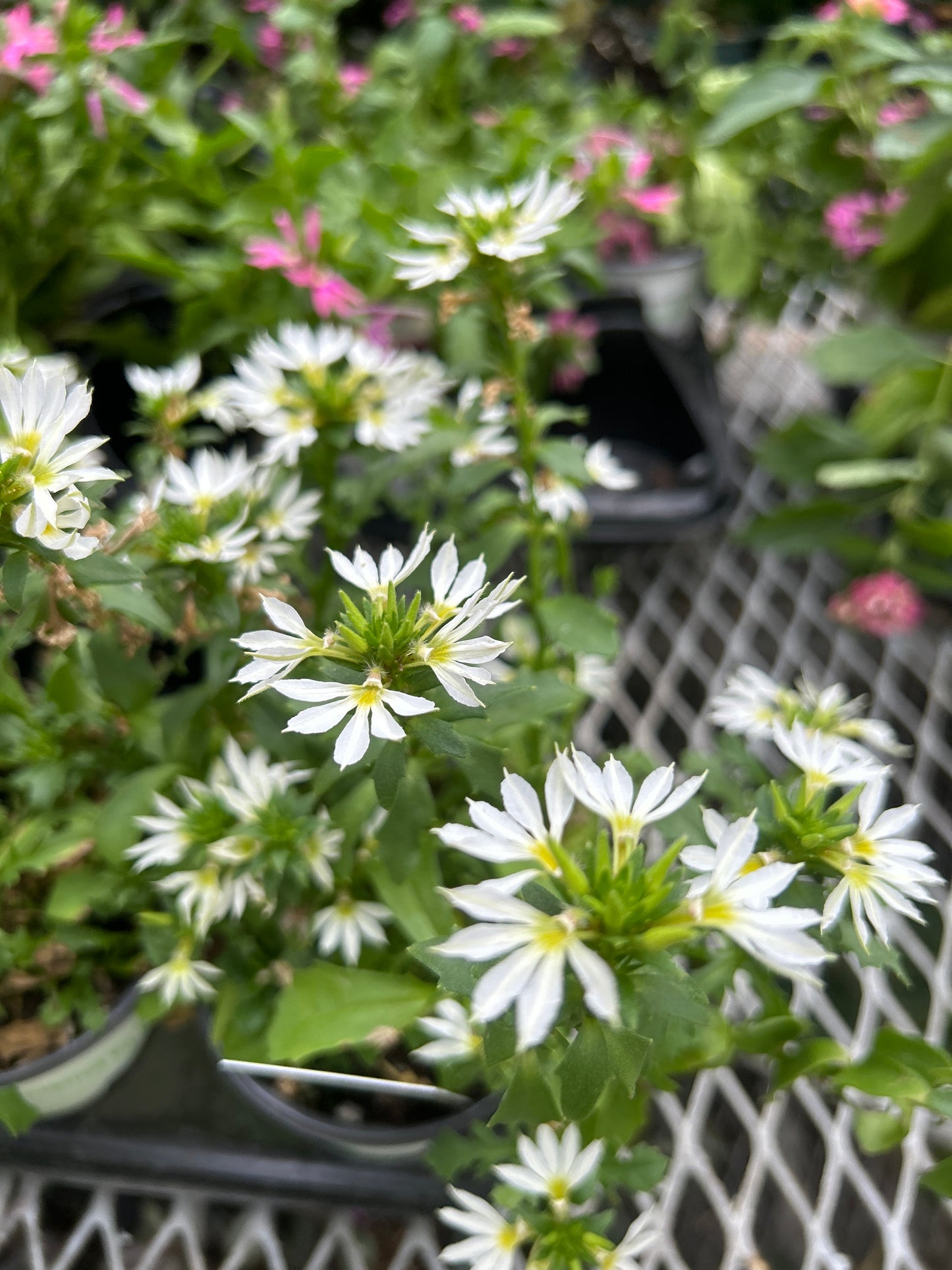 4" Scaevola ' fan flower '