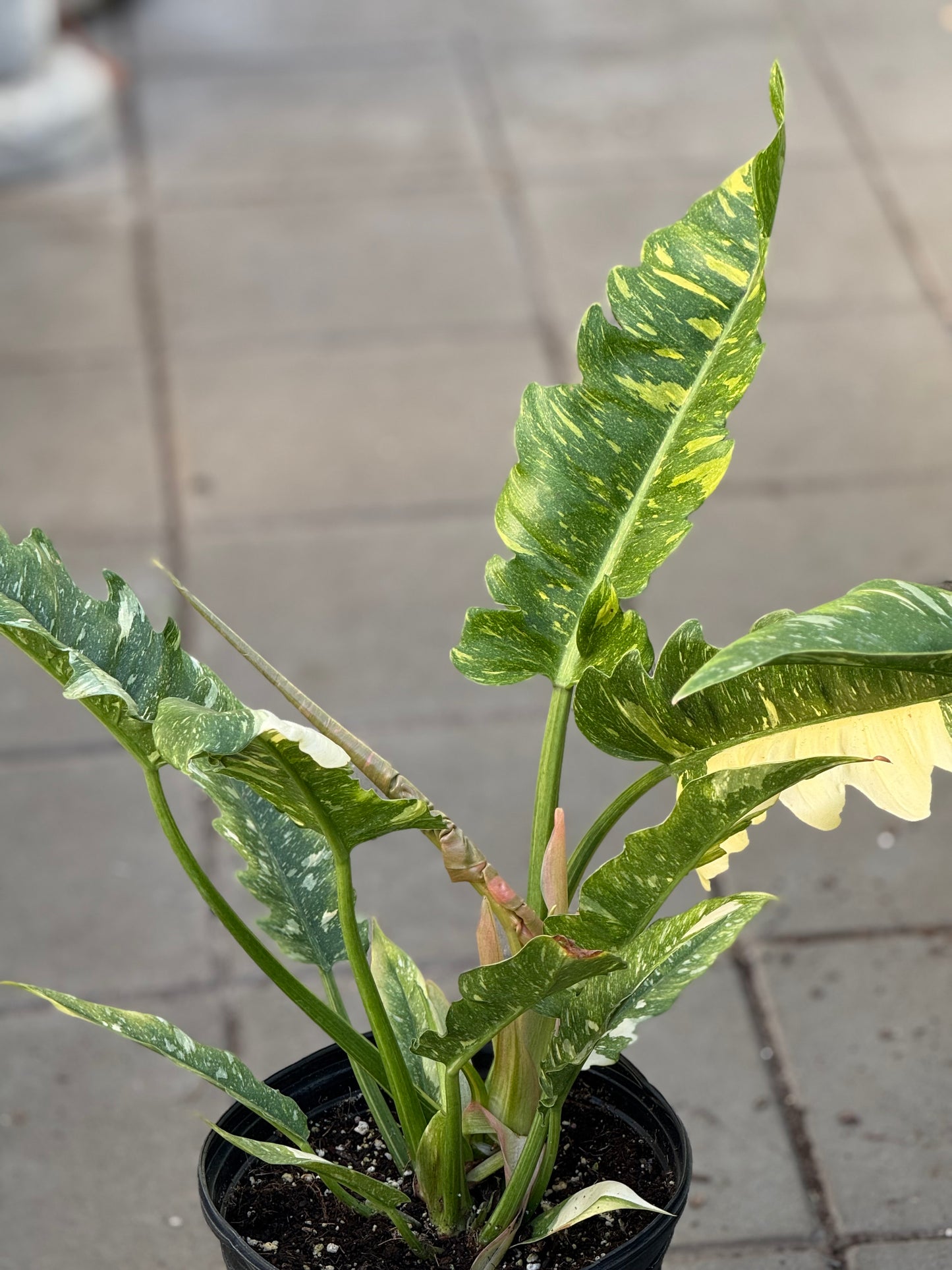 8" Ring of Fire Philodendron (Bipinnatifidum x selloum)