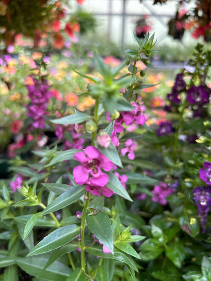4" Angelonia