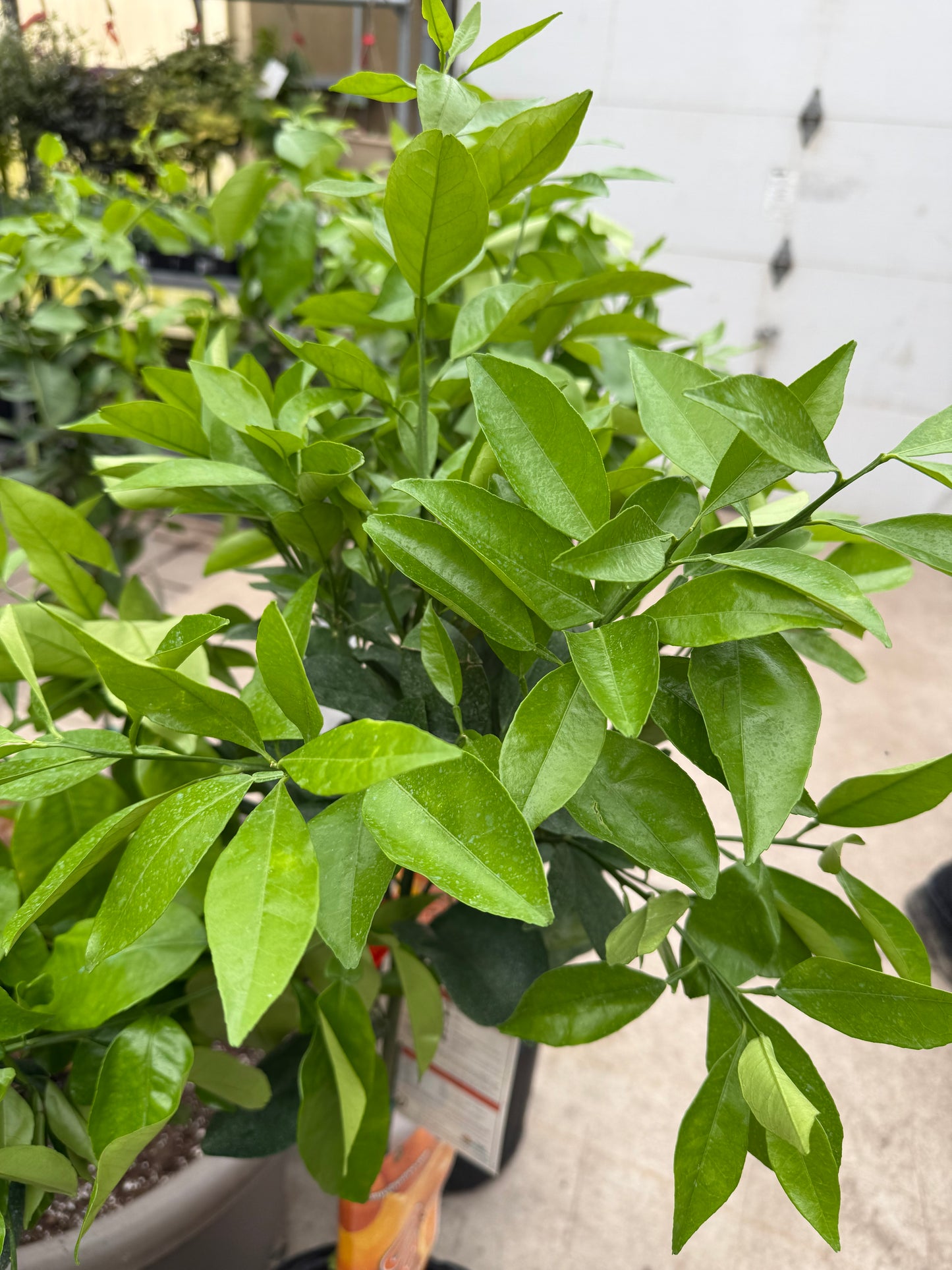 12" Citrus, Indian Sweet Lime